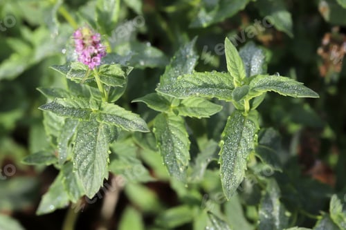 Preview: Mint plant (Mentha) in bloom in herbal garden.