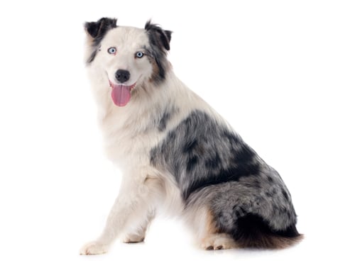 Preview: australian shepherd