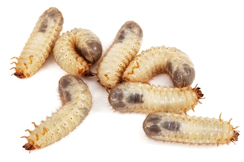 Preview: May beetle larvas, lat. Melolontha , Phyllophaga, isolated on white background