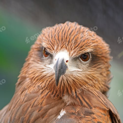 Preview: Black Kite