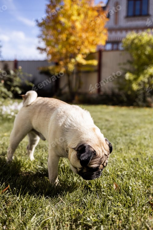 Preview: a young beautiful dog of the pug breed walks on the street and runs along the green grass