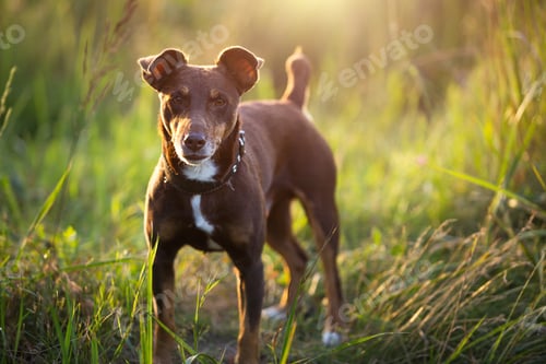 Preview: A small brown terrier dog walks with a collar in the grass and in the summer sunlight