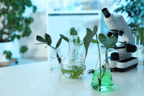 Preview: Laboratory glassware with plants and microscope on table, space for text. Biological chemistry