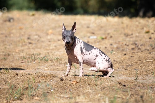 Preview: hairless american terrier runs across a clearing.
