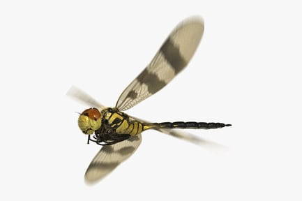 Preview: Animated Halloween Pennant Dragonfly