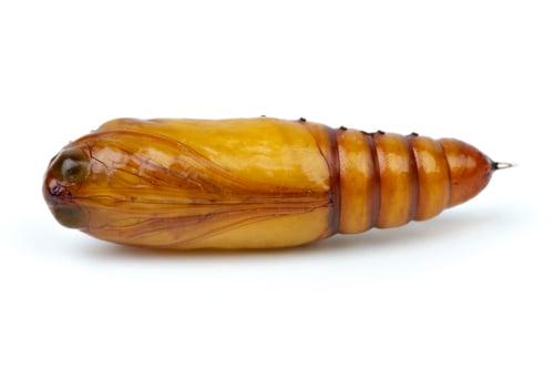 Preview: Brown chrysalis close-up