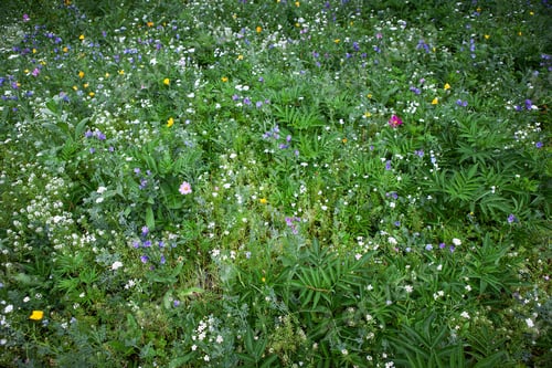 Preview: Background of summer vegetation in the countryside