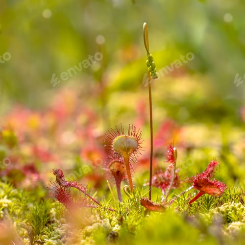 Preview: Round leaved sundew green background