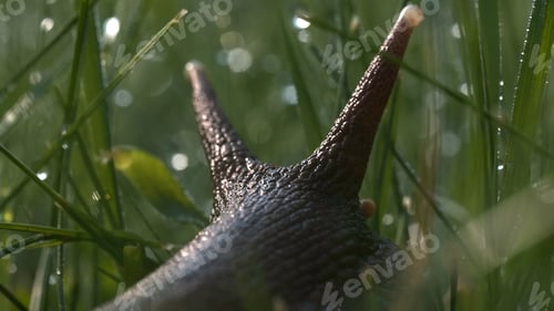 Preview: Insects sitting in the grass. Action. One large light grasshopper and a snail are sitting in the