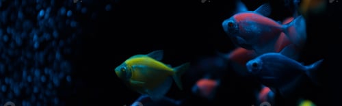 Preview: Panoramic shot of fishes with neon light on dark background