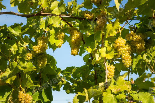 Preview: Crops of white grapes with green leaves on the vine. fresh fruits. Harvest time early Autumn