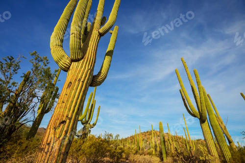 Preview: Cactus