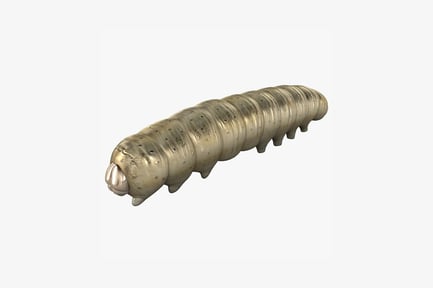 Preview: Textured cylindrical caterpillar with ridges and antennae