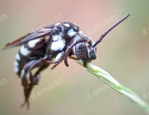 Preview: Little bee