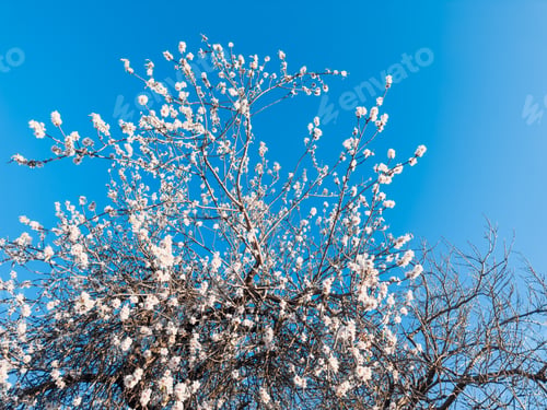 Preview: Almond Flowers in the new spring season