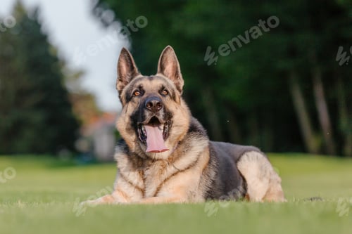 Preview: East European Shepherd dog on the walk. Active East European Shepherd dog enjoying outdoor playtime