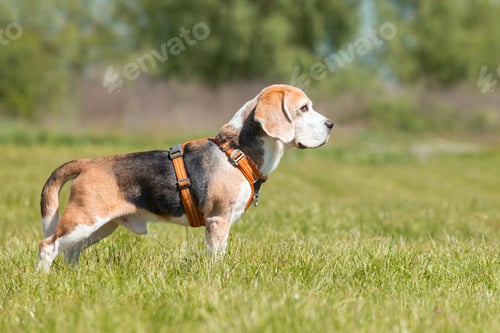 Preview: Beagle dog running on the grass in parkм