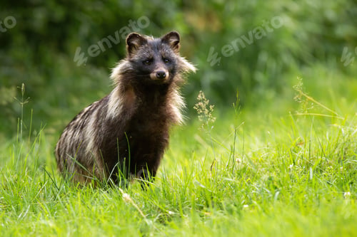Preview: Raccoon dog standing on grassland in summertime nature