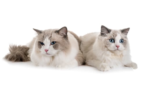Preview: ragdoll cats in studio
