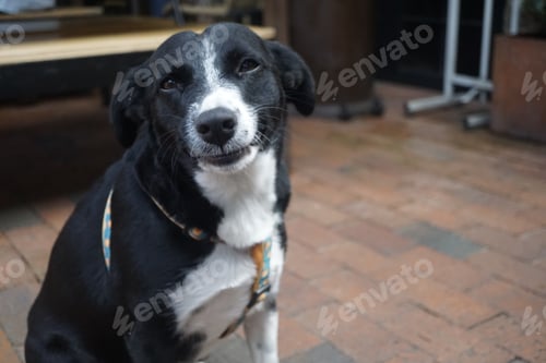 Preview: Pet, Dog, Cute, Dogs, Animals, Fun, smile