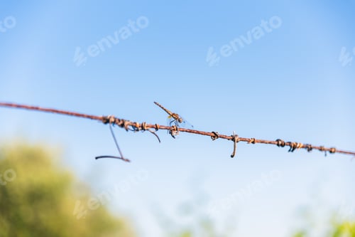 Preview: Dragonfly perched on a wire under a blue sky