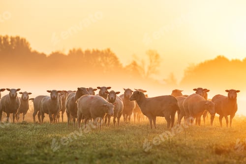 Preview: sheep herd pn pasture in fog