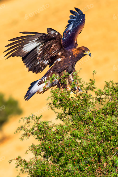 Preview: Golden Eagle, Mediterranean Forest, Spain