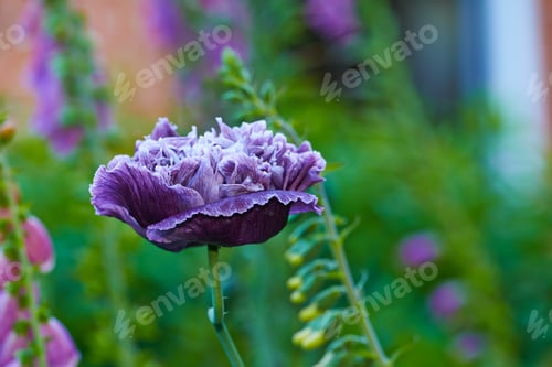 Preview: Poppies