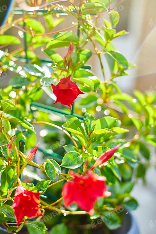 Preview: Dipladenia, Mandevilla sanderi outdoor sunlight