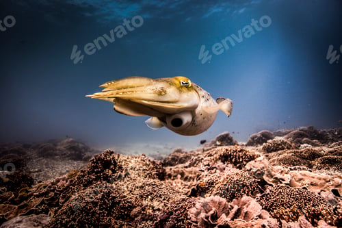 Preview: Cuttlefish glides over a coral reef in a serene underwater scene.