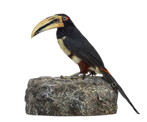 Preview: Pale Mandibled Aracari isolated on white