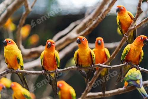 Preview: Beautiful colorful sun conure parrot birds