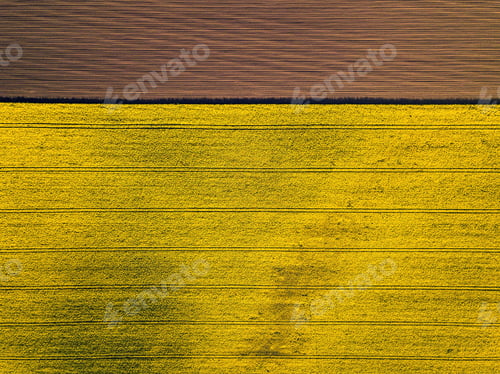 Preview: Drone view above yellow colza rape fields, agriculture concept from drone perspective