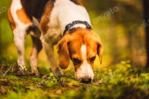 Preview: The beagle dog in sunny autumn forest. Alerted hound searching for scent and listening to the woods