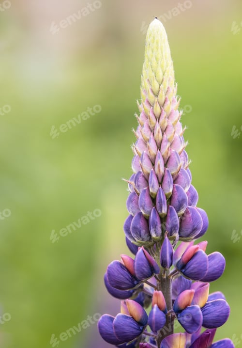 Preview: Vertical close-up of a lupine flower in a field