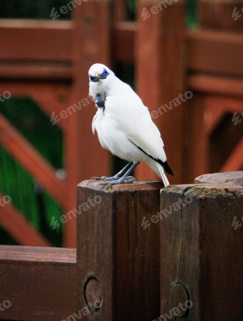 Preview: The close up of a Bali myna, a white bird in the park