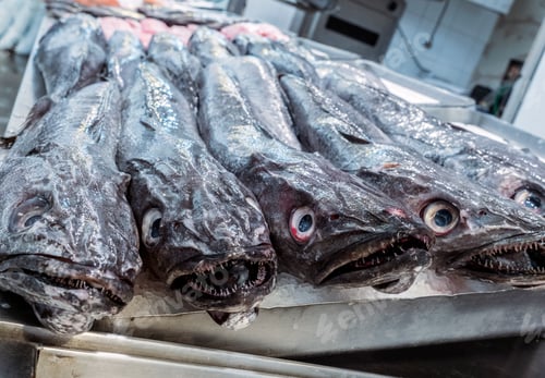 Preview: Freshly caught fish at the fish market in Cadiz, Andalucia, Spain