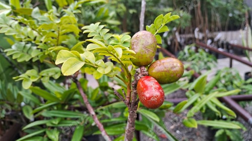 Preview: Fruit of the Seriguela or Ciriguela tree