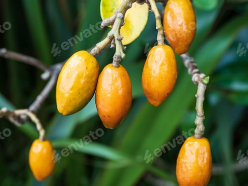 Preview: Closeup shot of the karaka tree (Corynocarpus laevigatus) berries.