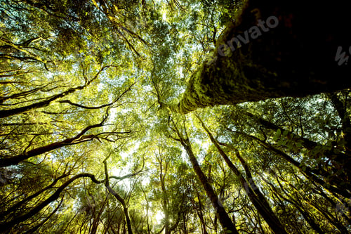 Preview: Evergreen forest on La Gomera island