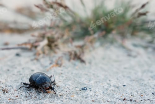 Preview: Dung beetle