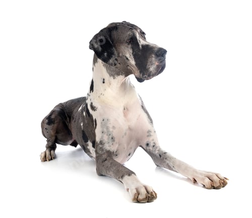 Preview: female great dane