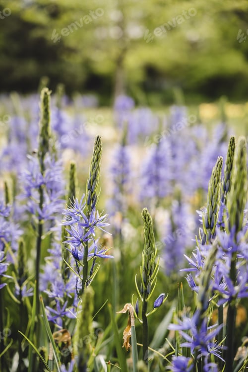 Preview: Vertical shot of common camases surrounded by greenery in a field under the sunlight