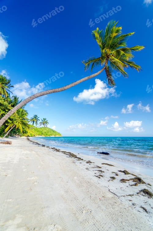 Preview: Deserted Beach and Palm Trees