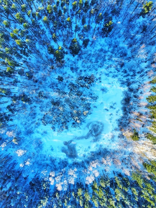 Preview: Drone shot of a winter forest