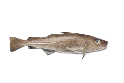 Preview: Fresh atlantic cod fish