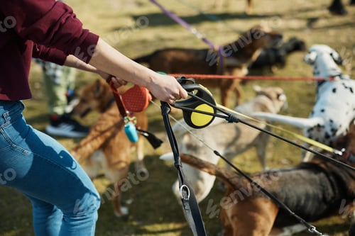 Preview: Close-up of pet sitter walking pack of dogs on a leash in nature.