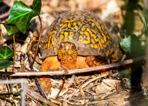 Preview: Closeup shot of a Box Turtle on a leafy ground.