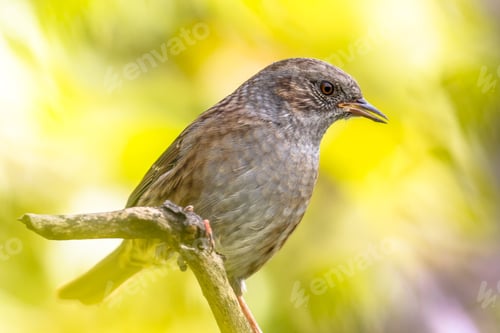 Preview: Dunnock perched on branch looking to side