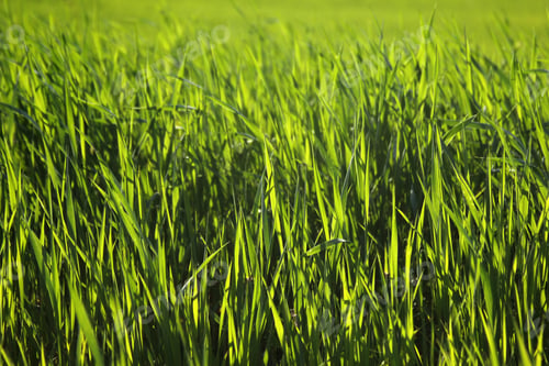 Preview: Young wheat seedlings growing in a field.